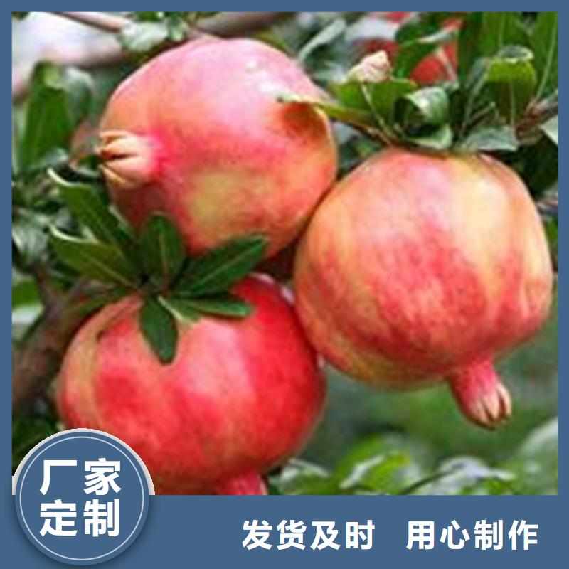 【石榴-石榴树种类丰富】