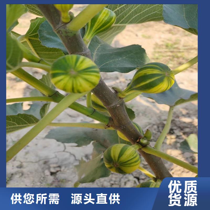 无花果【北美冬青】现货快速采购