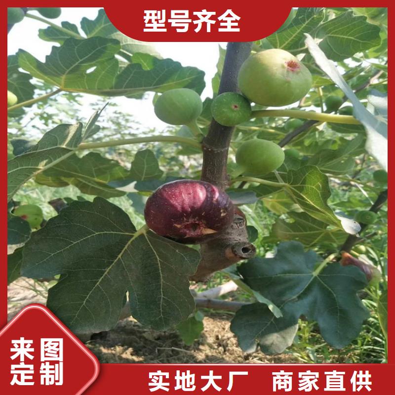 无花果【北美冬青】现货快速采购