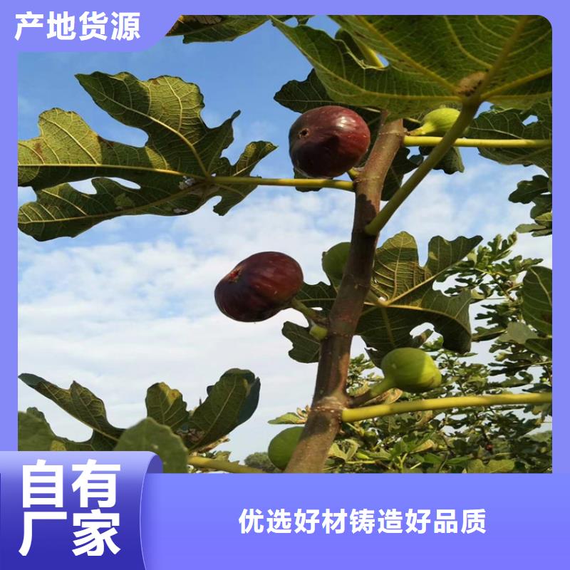 华丽无花果苗功效与作用及禁忌/轩园园艺场