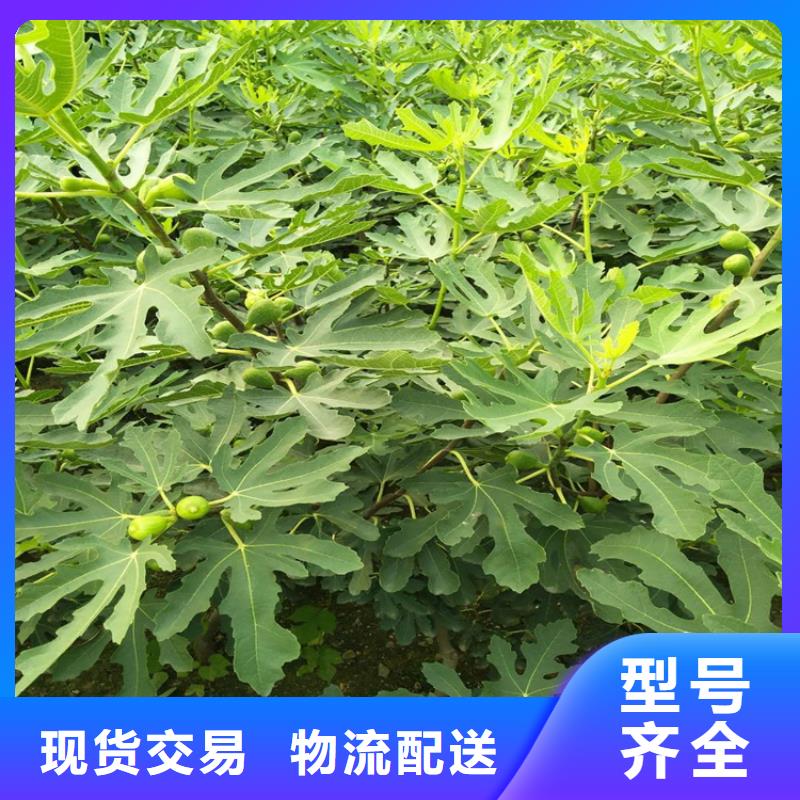 无花果【北美冬青】现货快速采购