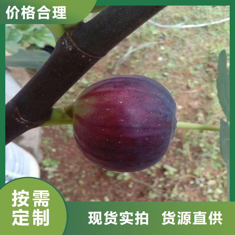 华丽无花果苗功效与作用及禁忌/轩园园艺场