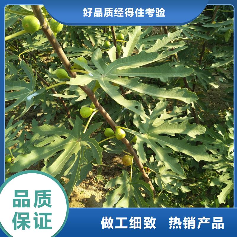 华丽无花果苗功效与作用及禁忌/轩园园艺场