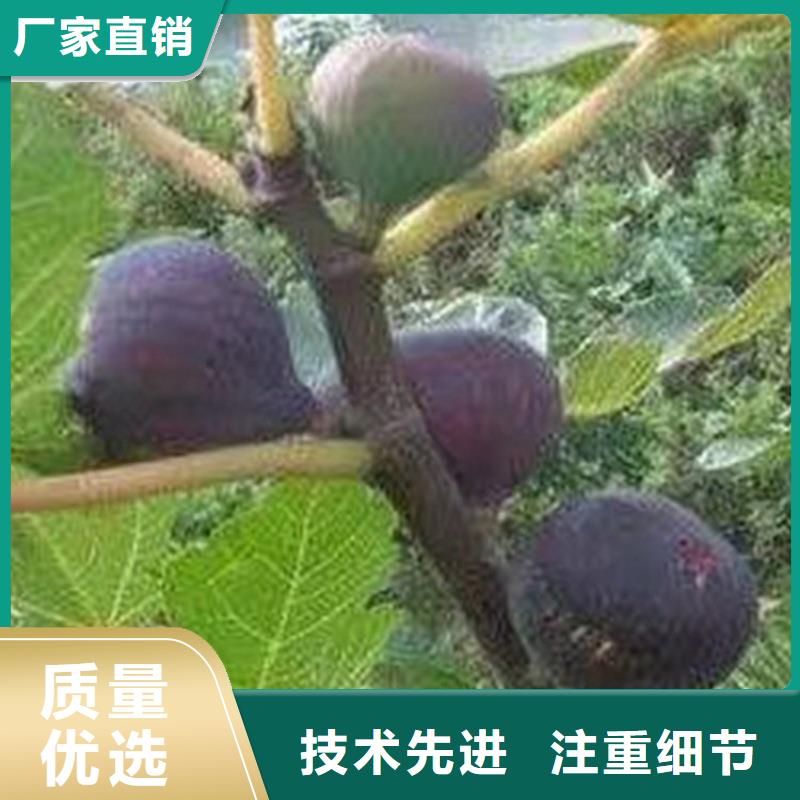 华丽无花果苗功效与作用及禁忌/轩园园艺场