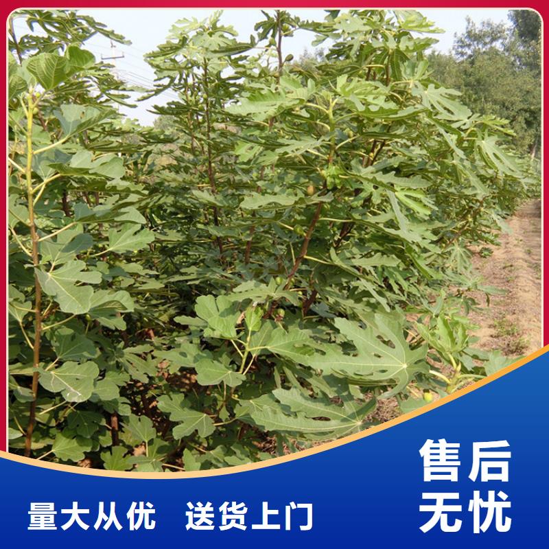 华丽无花果苗功效与作用及禁忌/轩园园艺场