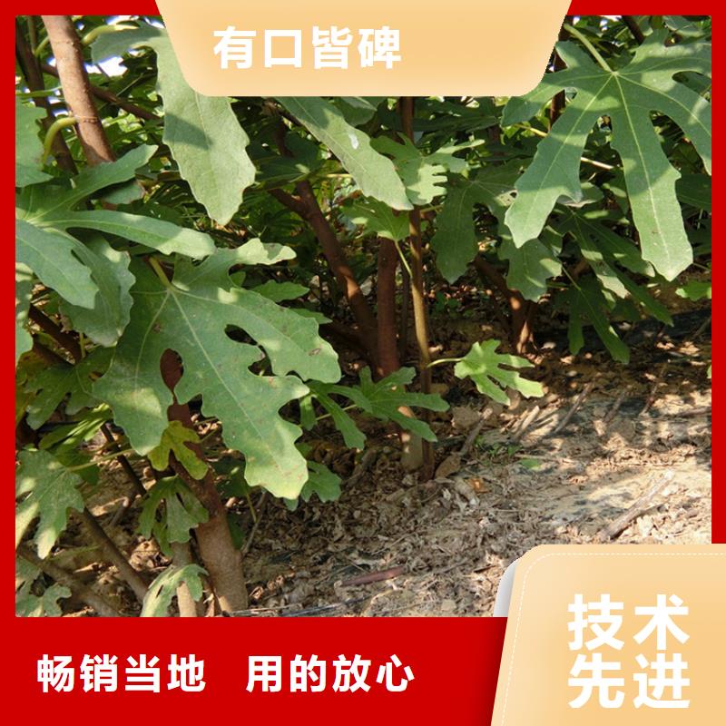 华丽无花果苗功效与作用及禁忌/轩园园艺场