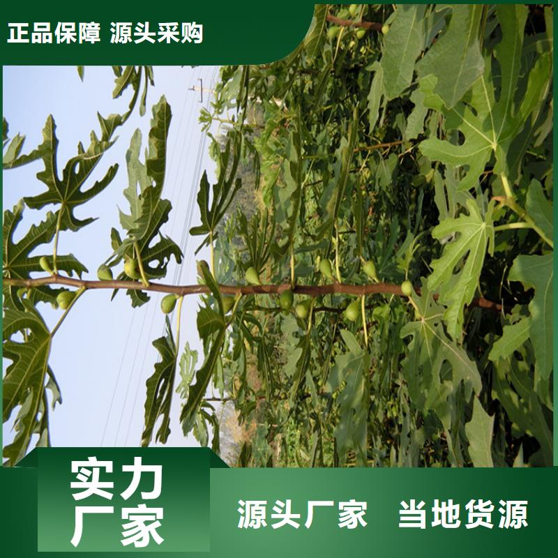 华丽无花果苗功效与作用及禁忌/轩园园艺场