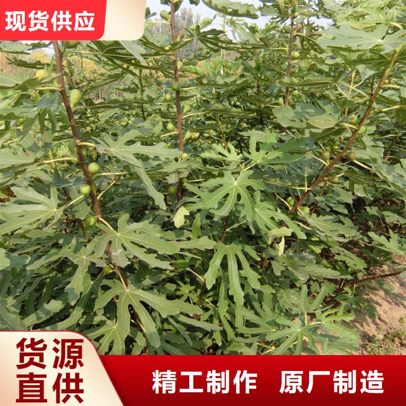 华丽无花果苗功效与作用及禁忌/轩园园艺场