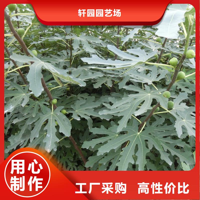 华丽无花果苗功效与作用及禁忌/轩园园艺场
