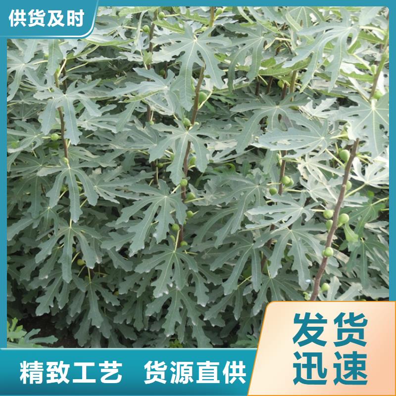 华丽无花果苗功效与作用及禁忌/轩园园艺场