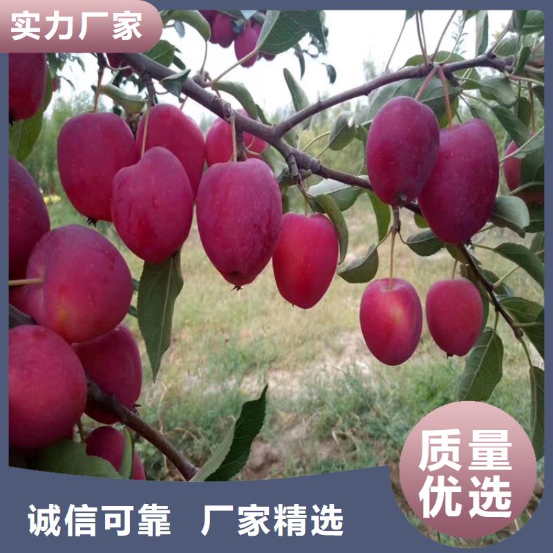 苹果猕猴桃苗快速发货