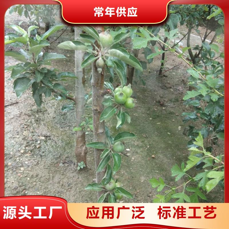 苹果猕猴桃苗快速发货