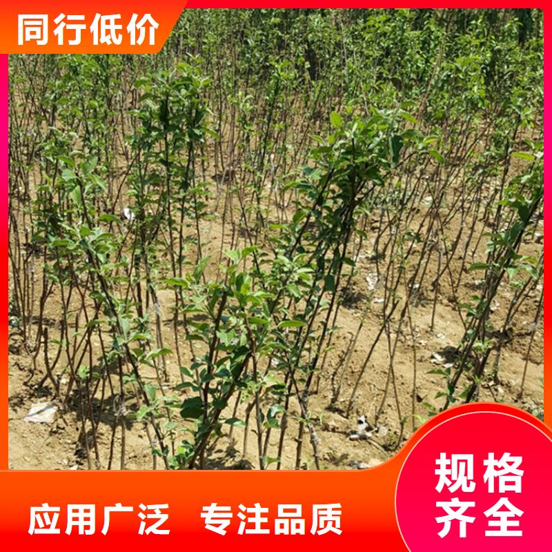 苹果猕猴桃苗快速发货