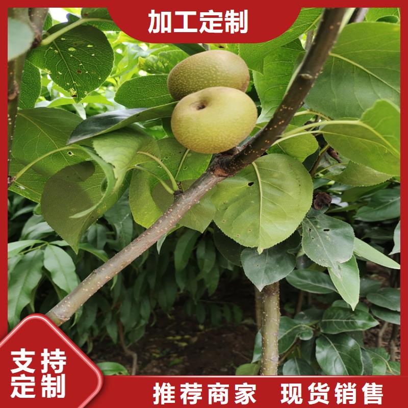 梨树桃树苗诚信厂家