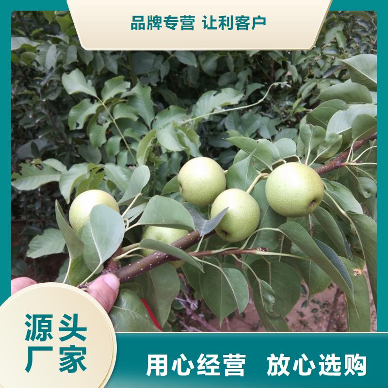 梨树桃树苗诚信厂家
