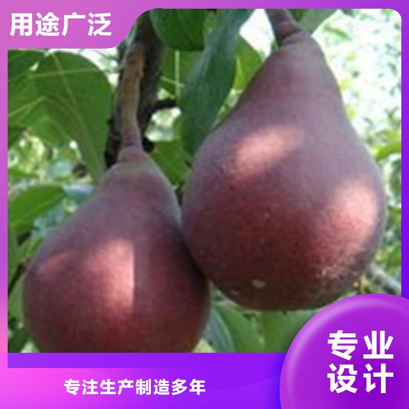 梨树桃树苗诚信厂家