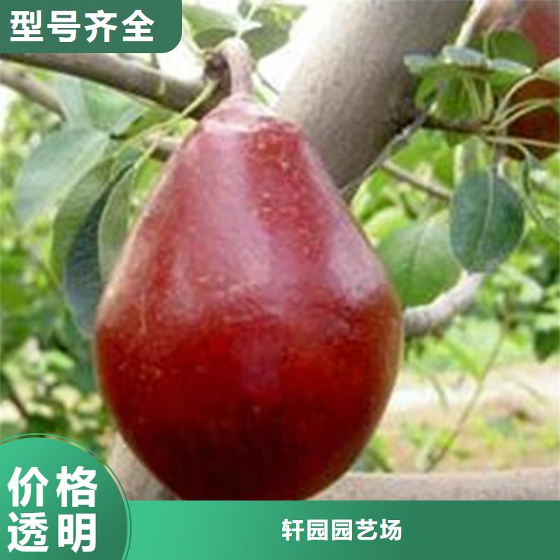梨树桃树苗诚信厂家