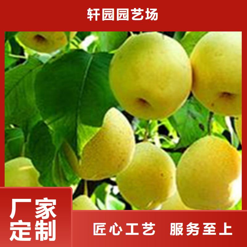 梨树桃树苗诚信厂家