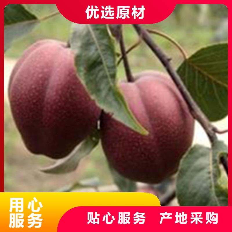 梨树桃树苗诚信厂家