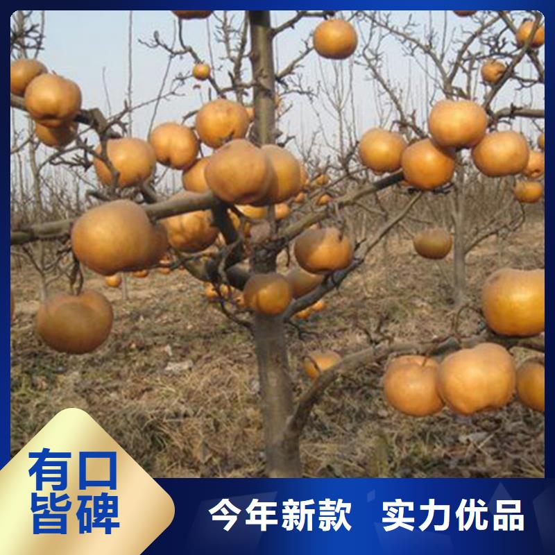 梨树桃树苗诚信厂家