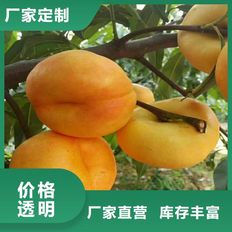 苹果苗视频-苹果苗_河南省新乡市市场覆盖原阳|封丘|商丘|郑州|洛阳|濮阳等
