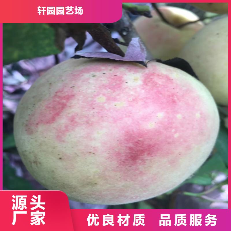 苹果苗视频-苹果苗_河南省新乡市市场覆盖原阳|封丘|商丘|郑州|洛阳|濮阳等