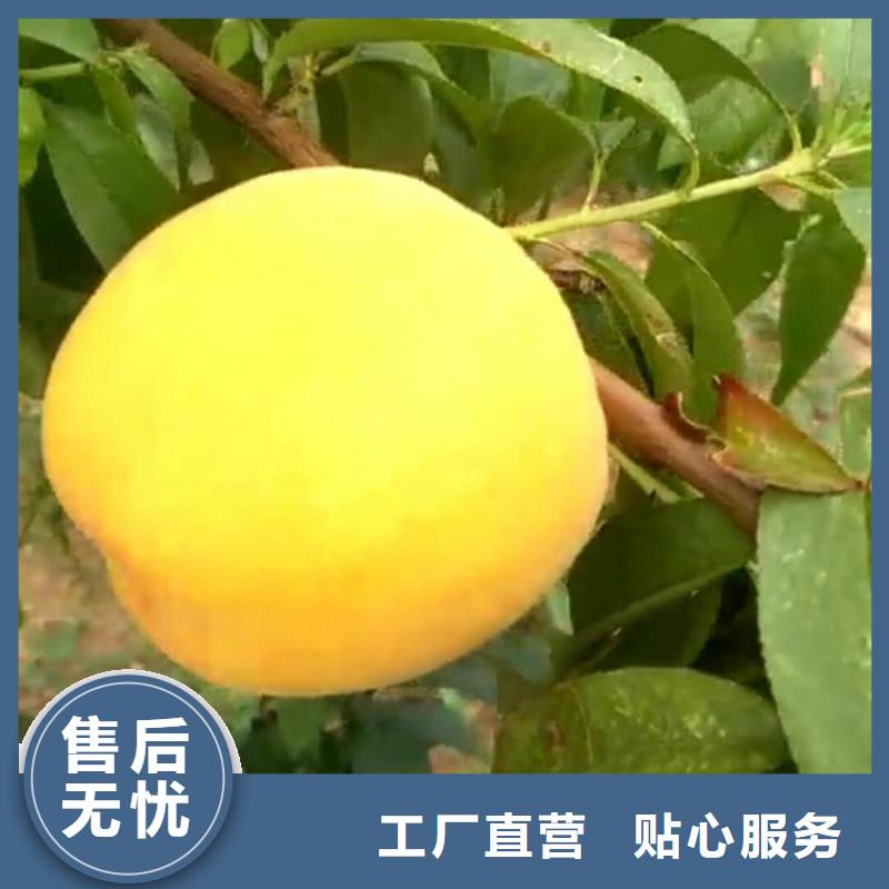 苹果苗视频-苹果苗_河南省新乡市市场覆盖原阳|封丘|商丘|郑州|洛阳|濮阳等