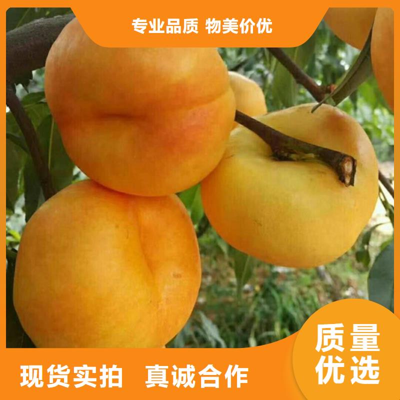 苹果苗视频-苹果苗_河南省新乡市市场覆盖原阳|封丘|商丘|郑州|洛阳|濮阳等