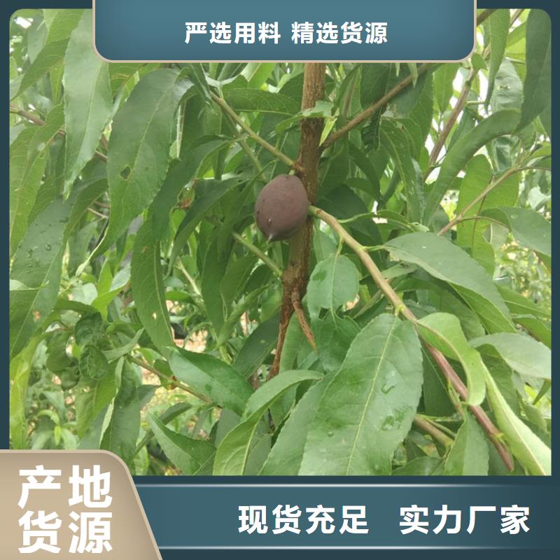 苹果苗视频-苹果苗_河南省新乡市市场覆盖原阳|封丘|商丘|郑州|洛阳|濮阳等