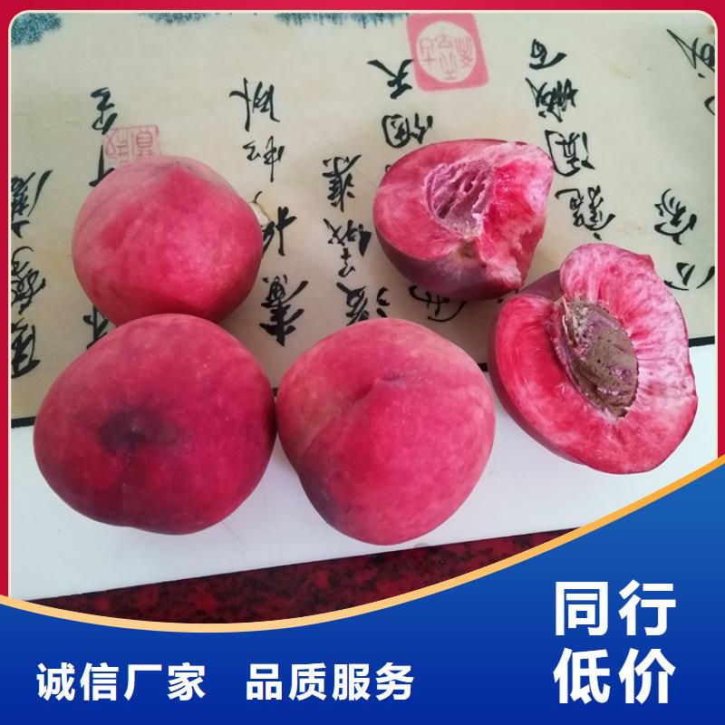 苹果苗视频-苹果苗_河南省新乡市市场覆盖原阳|封丘|商丘|郑州|洛阳|濮阳等