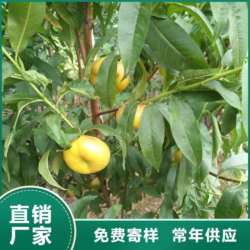 苹果苗视频-苹果苗_河南省新乡市市场覆盖原阳|封丘|商丘|郑州|洛阳|濮阳等