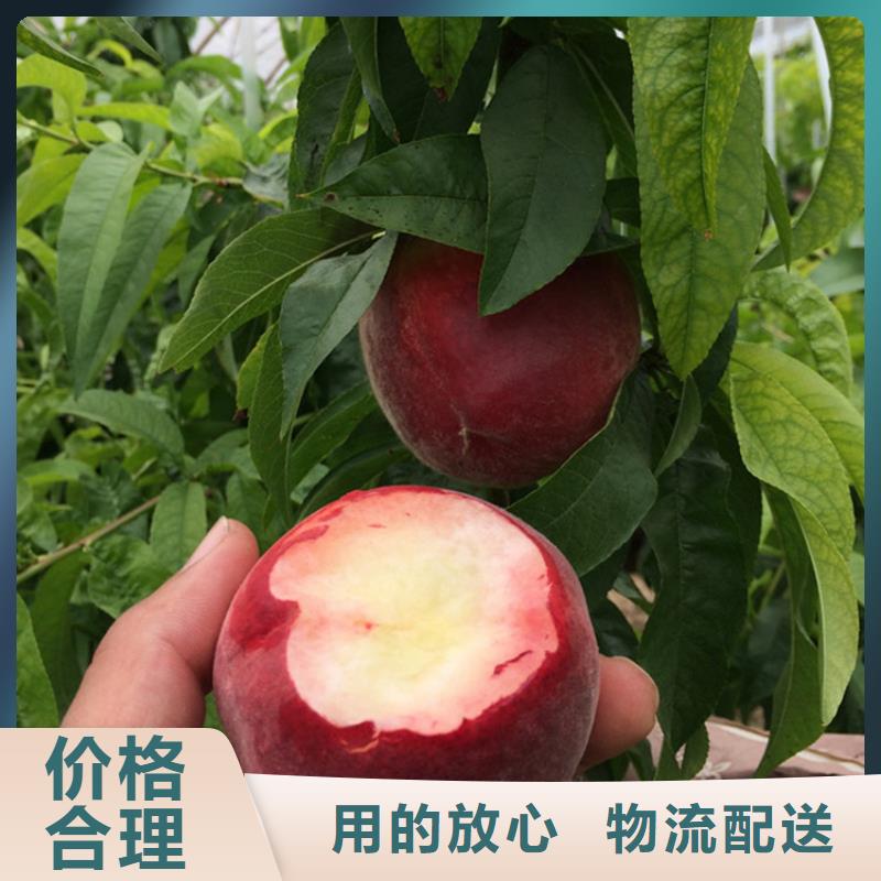 苹果苗视频-苹果苗_河南省新乡市市场覆盖原阳|封丘|商丘|郑州|洛阳|濮阳等