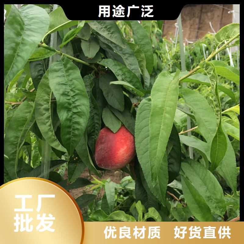 苹果苗视频-苹果苗_河南省新乡市市场覆盖原阳|封丘|商丘|郑州|洛阳|濮阳等