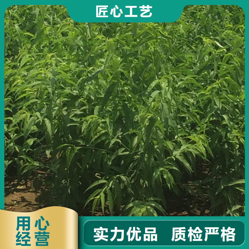 苹果苗视频-苹果苗_河南省新乡市市场覆盖原阳|封丘|商丘|郑州|洛阳|濮阳等