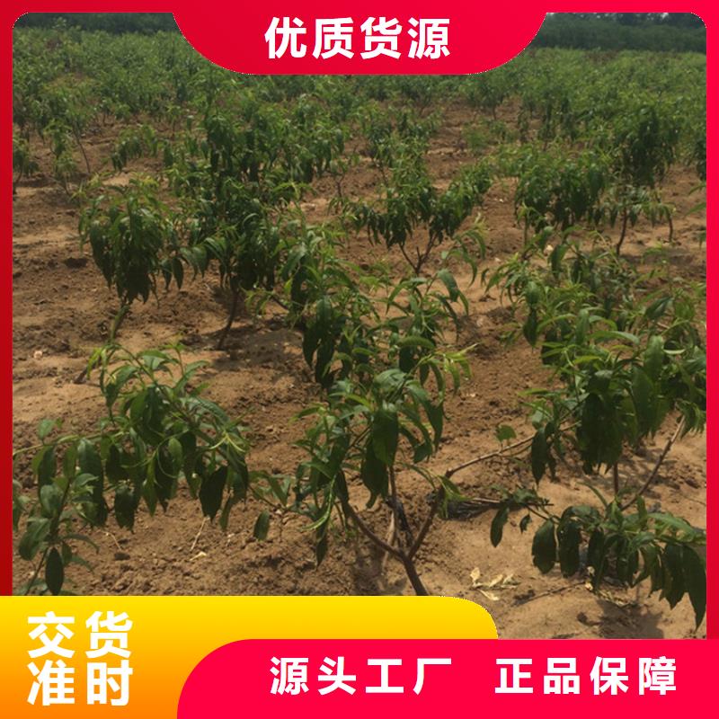 苹果苗视频-苹果苗_河南省新乡市市场覆盖原阳|封丘|商丘|郑州|洛阳|濮阳等