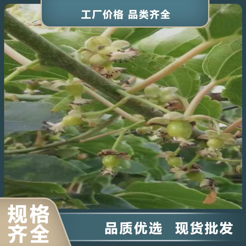 猕猴桃-苹果苗免费回电