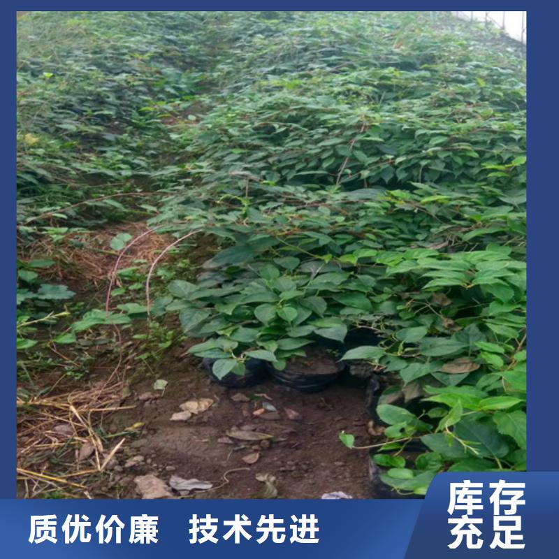 猕猴桃-苹果苗免费回电