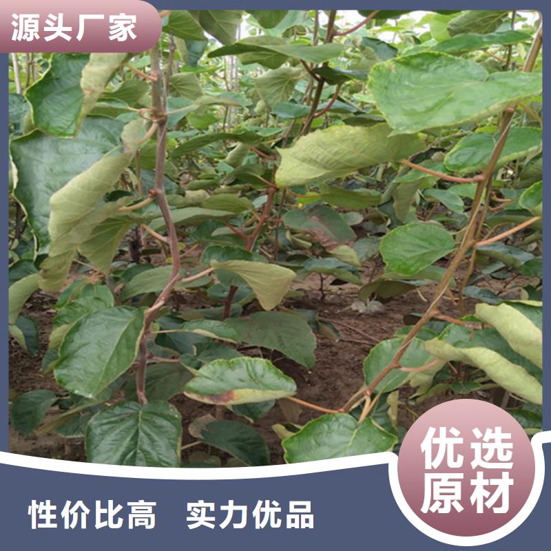 猕猴桃-苹果苗免费回电