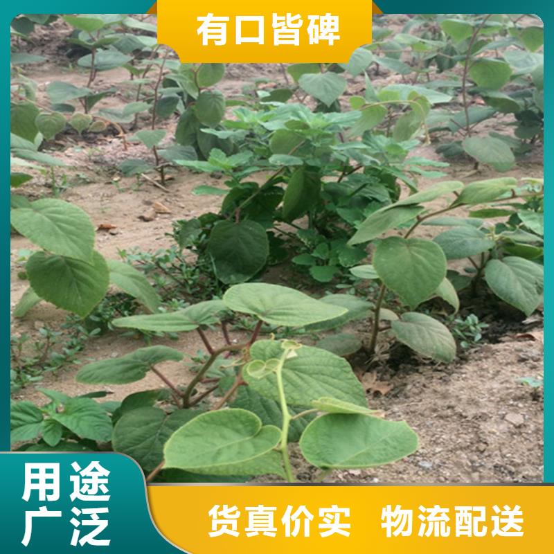 猕猴桃-苹果苗免费回电