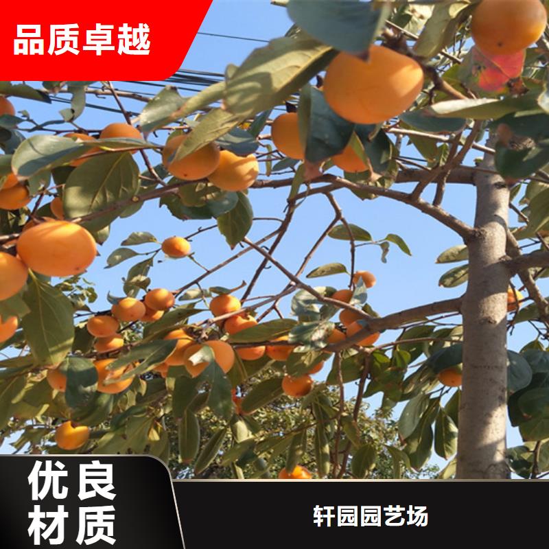 柿子苹果苗精品优选