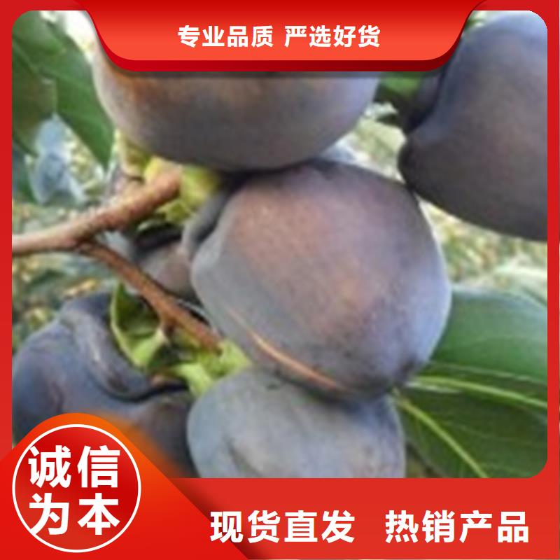 柿子苹果苗精品优选
