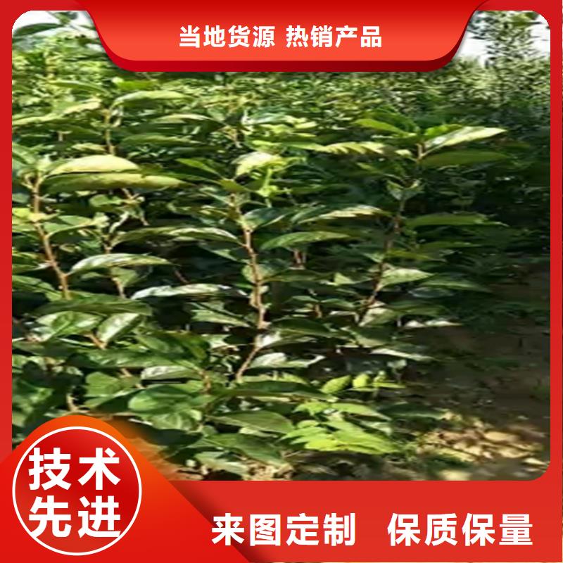 柿子苹果苗精品优选