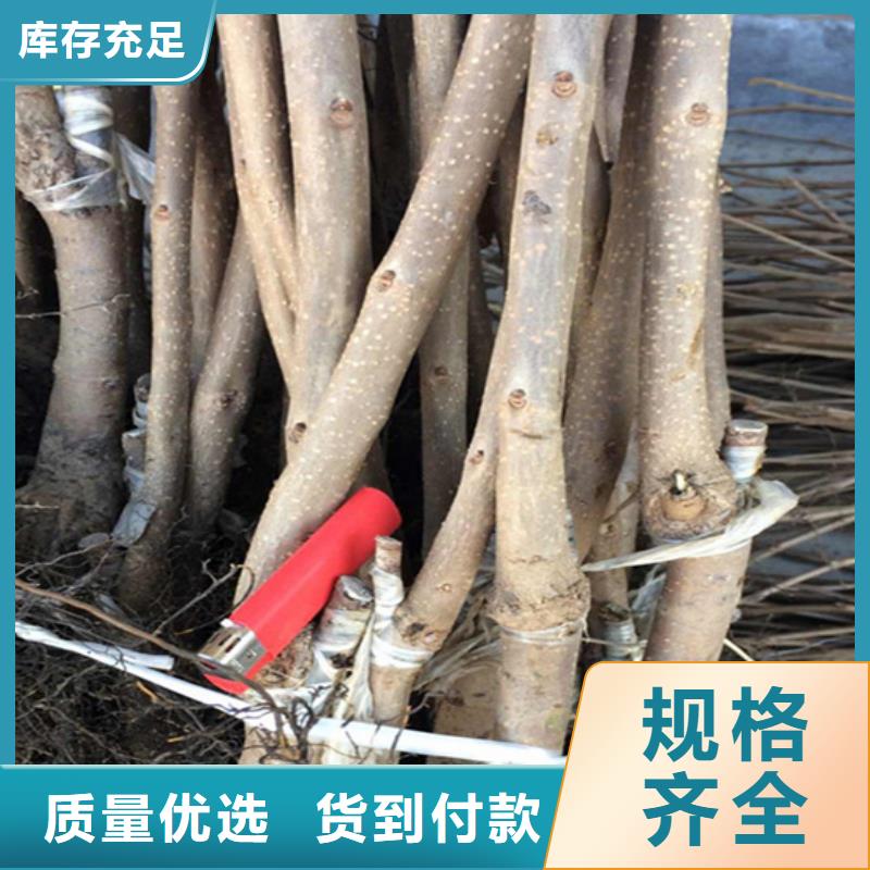 柿子苹果苗精品优选