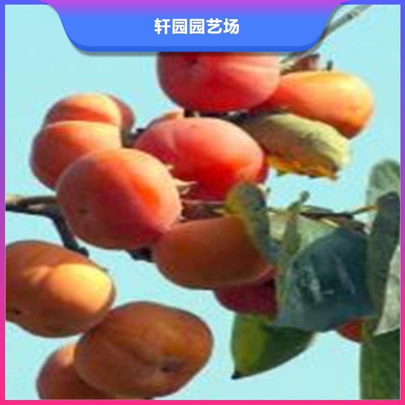 柿子苹果苗精品优选