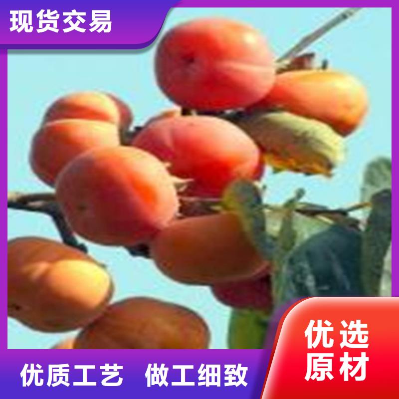 柿子苹果苗精品优选