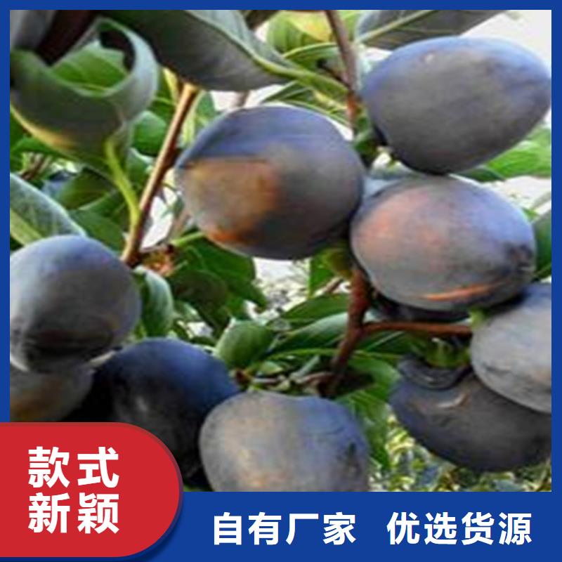 柿子苹果苗精品优选
