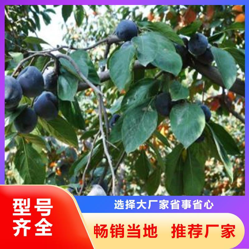 柿子苹果苗精品优选
