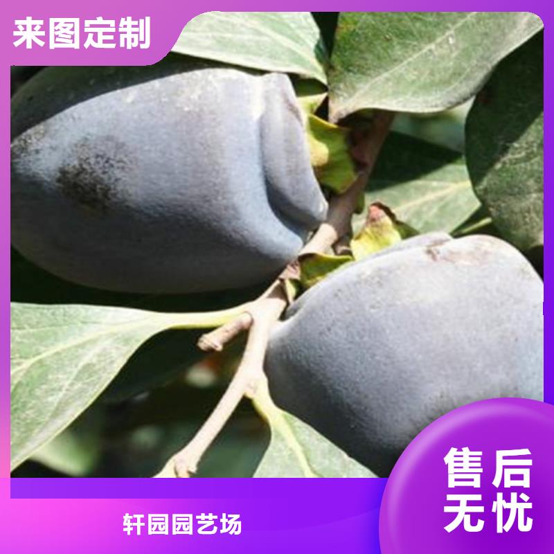 柿子苹果苗精品优选