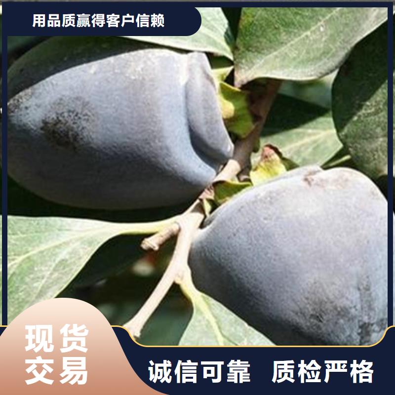 柿子苹果苗精品优选