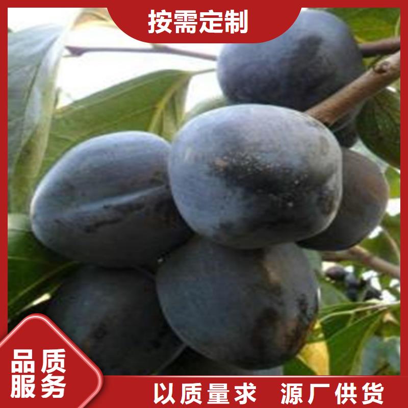 柿子苹果苗精品优选